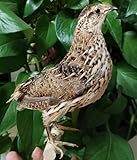 Codorniz Japonesa Taxidermia Ejemplar de Coturnix Japonica Taxidermia Natural de Aves Manualidades para Decoración del Hogar Educación Científica (Codorniz Japonesa)