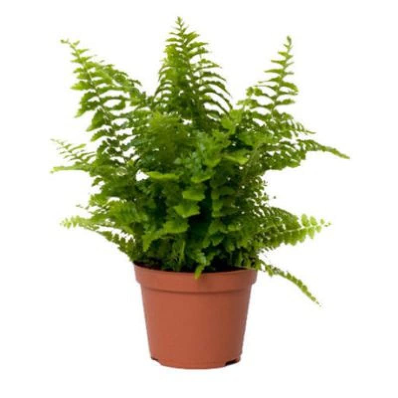 Mphmi Live Plants Fishtail Fern Fern Big Plant (B0B4GJMSXQ) Amazon Price History, Amazon Price Tracker