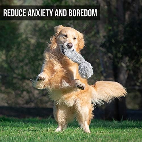 Why Do Dogs Lie On Their Backs And Wiggle