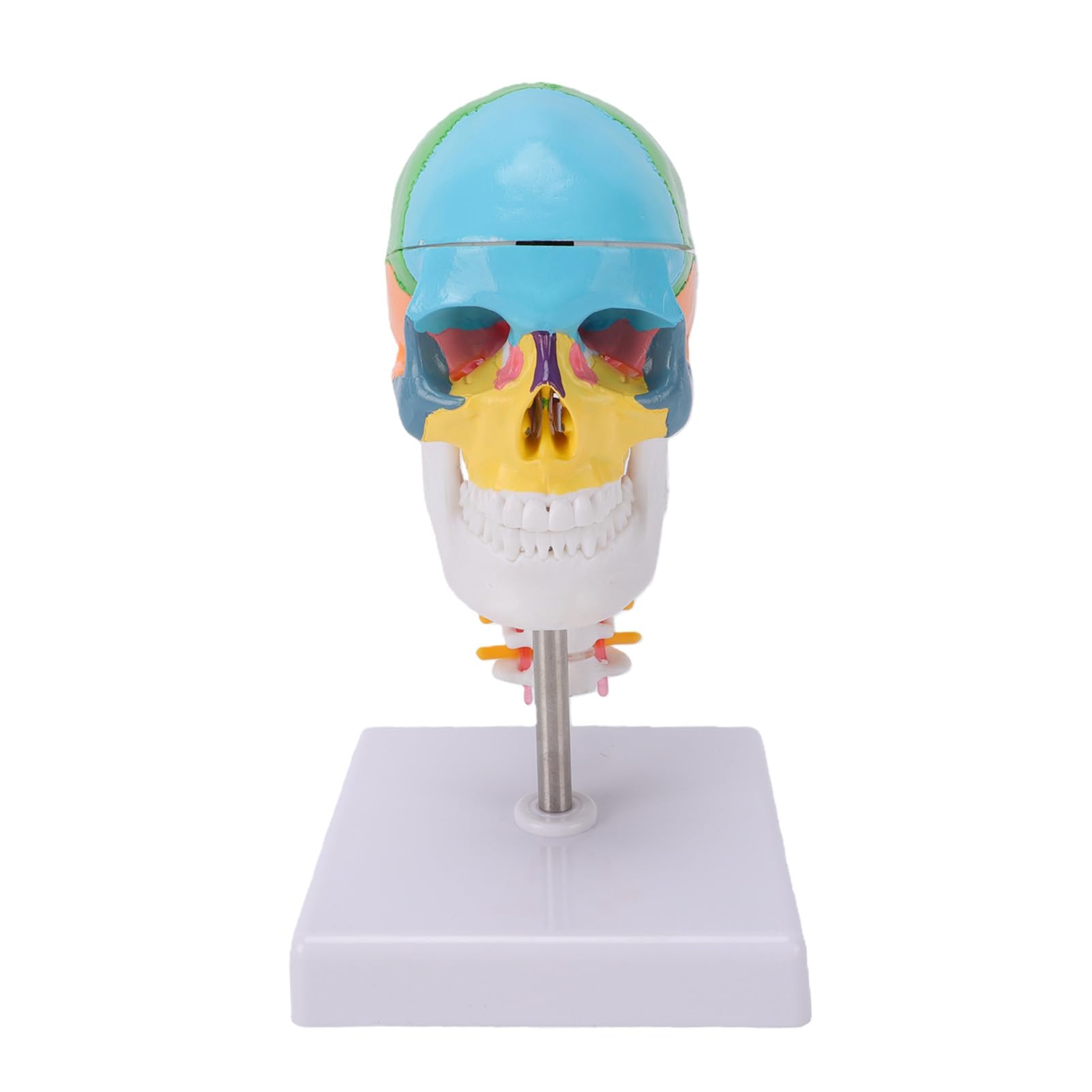 Generic Kolorowy Model Czaszki z Kręgosłupem Szyjnym i Mózgiem do Edukacji Anatomicznej 7,48 X 4,33 X 4,33 Cala Trwały PVC