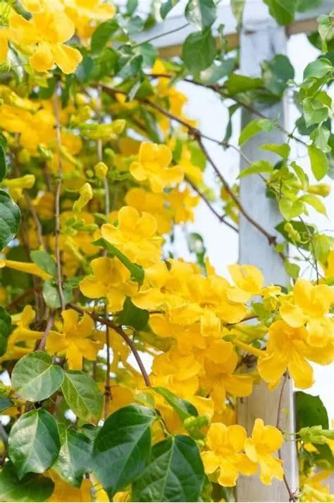 OSTANIAN YARD Cat’s Claw Creeper Plant – Fast Growing Flowering Vine | Healthy Rooted Live Plant | Bright Yellow Blooms | Ideal for Garden Walls (PACK OF 1 HEALTHY POTTED PLANT)-image-8