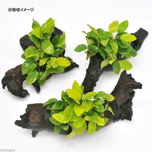 【現物写真】水中葉　アヌビアス ナナゴールデンミニ付き流木 一本で景観が完成する Amazon.co.jp: （水草）アヌビアスナナ ゴールデン 流木付 Lサイズ