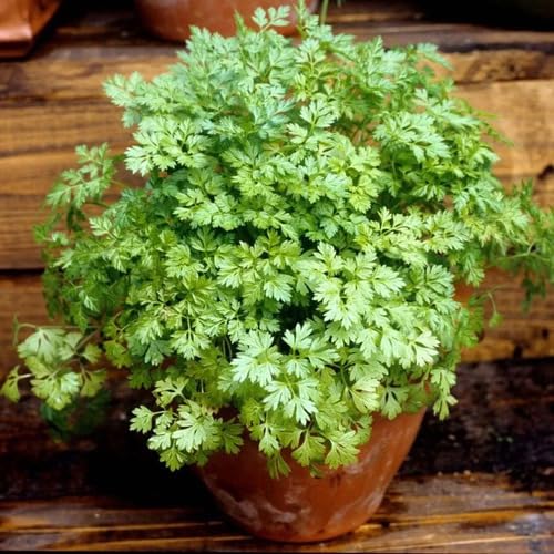 100pieces Green Chervil Plant Seeds