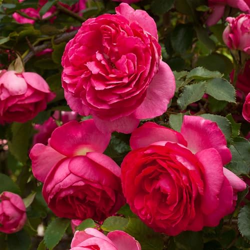 Heirloom Climbing Roses Live Own Root Plant for Outdoor Garden Pretty in Pink Eden Climber Lightly Fragrant Lightly Fragrant Repeat Blooming