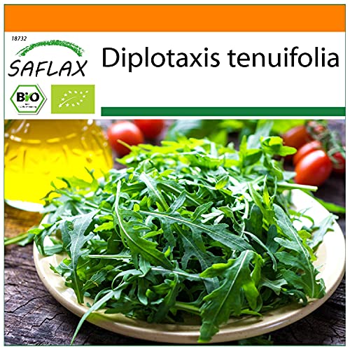 SAFLAX - BIO - Roquette sauvage - 1500 graines - Diplotaxis tenuifolia