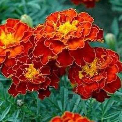 50 Semi - Semi souci Fiore Doppio Rosso (Tagetes patula)