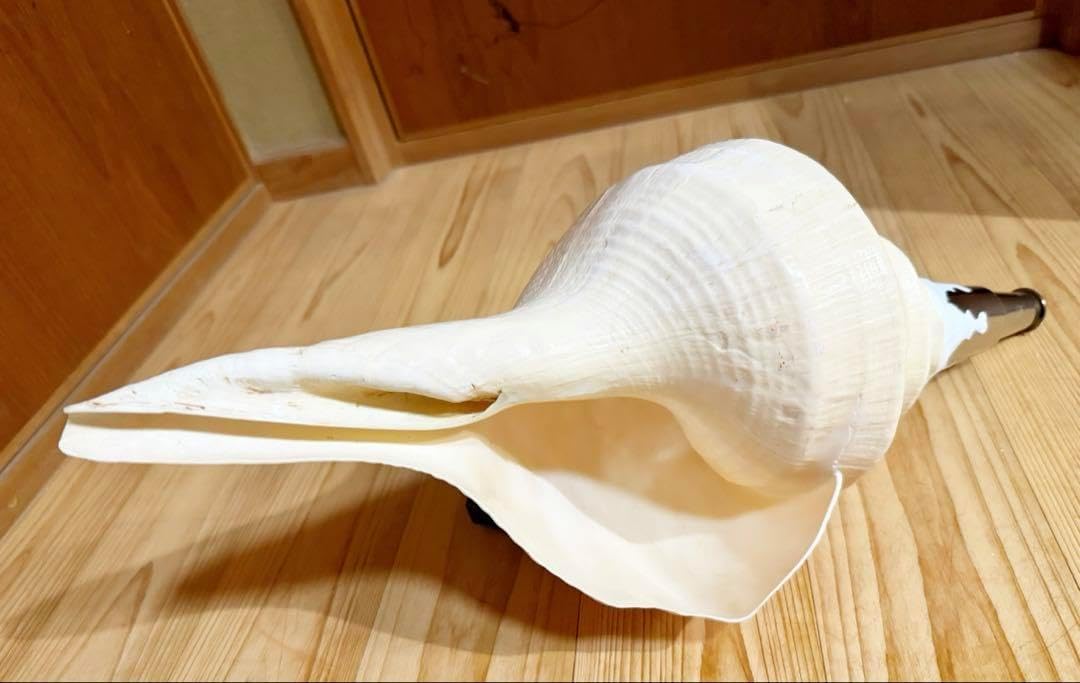 超美品！世界最大の巻貝！49センチ！アラフラオオニシ貝　ホラ貝 超美品！世界最大の巻貝！49センチ！アラフラオオニシ貝 ホラ貝