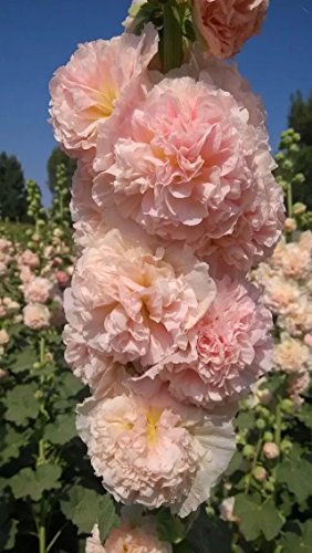 Perennial Tall Alcea Rosea (Common Hollyhock) Double-flowered Mixed Colors 500 Seeds