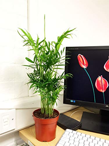 Portal Cool 1 Planta de Interior Vertical Salón de Palma Chamaedorea de Hoja perenne de la Familia de 9 cm Olla de bambú