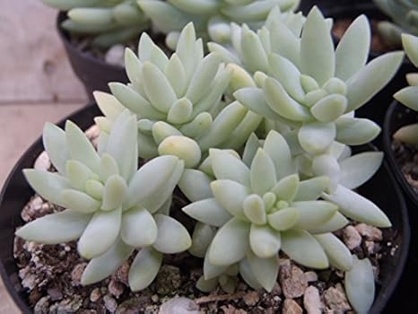 Amazon Co Jp Skセデベリア樹氷 多肉植物 セデベリア 7 5cmポット Diy 工具 ガーデン