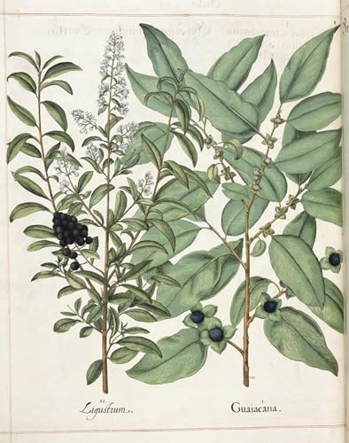 Peintures Ligustrum et Guiacana Besler pour Sublimer un Grand Mur Vide