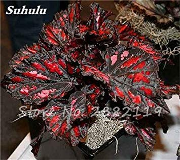 2 : Hot ! 100 Pcs Beautiful Begonia Coleus Blumei Seeds,Rare Colorful Flower Seeds Potted Begonia Plants For Garden Balcony Coleus 2