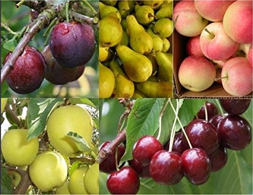 PACK SEMILLAS ECOLÓGICAS ÁRBOLES FRUTALES DE MÁXIMA CALIDAD Y PRODUCTIVOS