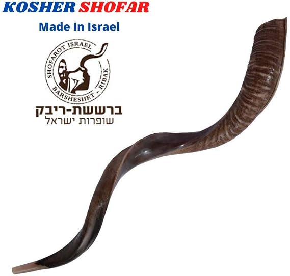 Judaica Kosher 60-70 cm Semi-Polished Natural Yeninite Kudu Shofar Horn Israel