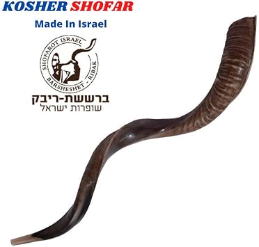 Judaica Kosher 60-70 cm Semi-Polished Natural Yeninite Kudu Shofar Horn Israel