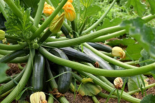 15 Semillas de Calabacín Black Beauty - Verduras huertas - Semillas campesinas reproducibles - SemiSauvage