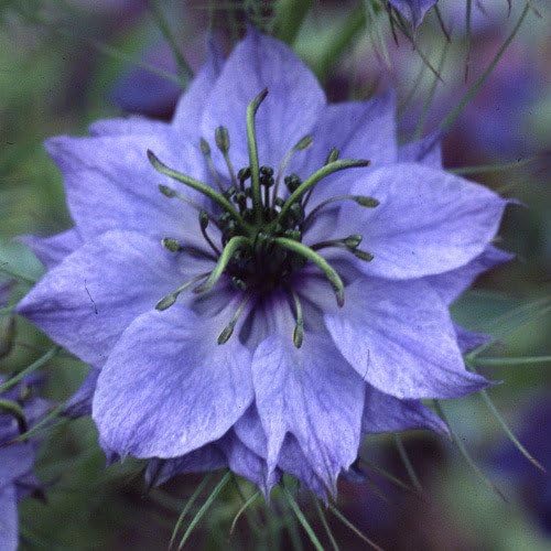 Plant World Seeds Nigella Damascena Seeds (Annual Flower Seeds