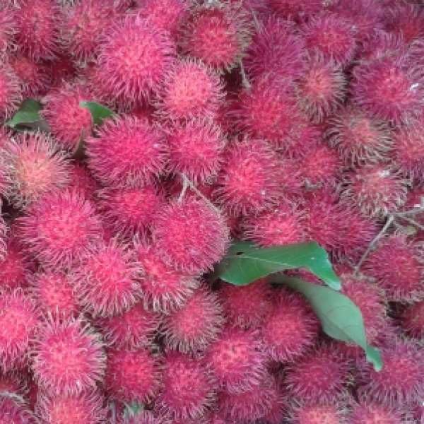 See full amazon price history chart for Rare Rambutan Hybrid Exotic Fruit Seedling Live Plants, Male and Female, Set of 2 (MALWANA) Rare Rambutan Hybrid Exotic Fruit Seedling Live Plants, Male and Female, Set of 2 (MALWANA) (B0D49XQKH7) Amazon Price History, Amazon Price Tracker
