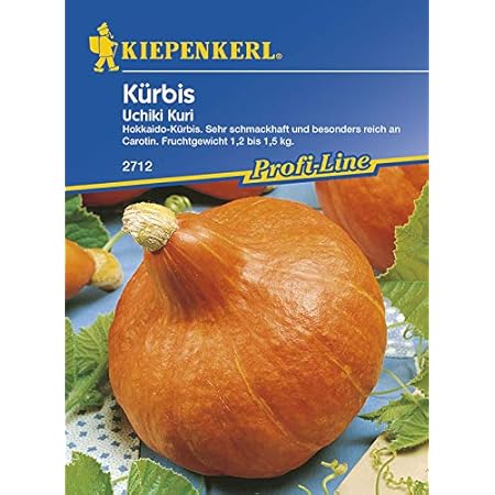 Kürbissamen - Kürbis Uchiki Kuri, Hokkaidokürbis von Kiepenkerl