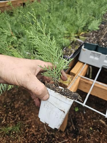 Arborvitae Seedlings