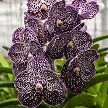 NatureHills_Rare Vanda Orchid Live Plants For Flowers Orchid Live Plant (Pack of 5)_F387