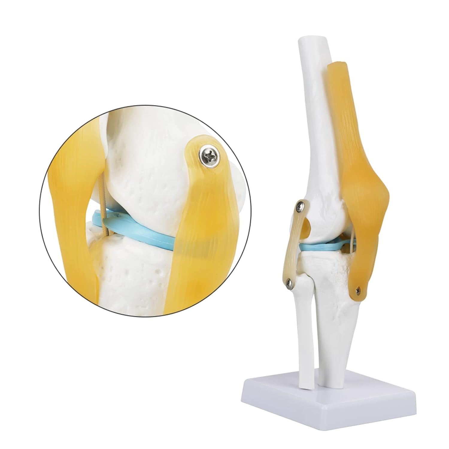 Anatomie Modell Kniegelenk, Skelett Lebensgroß Kniegelenkmodell Menschliches mit Ligamen, 3D Orthopädische Knie Modell für Medizinisches Lehren, Klinik-Demonstration, Lern- und Bildungsanzeigetools