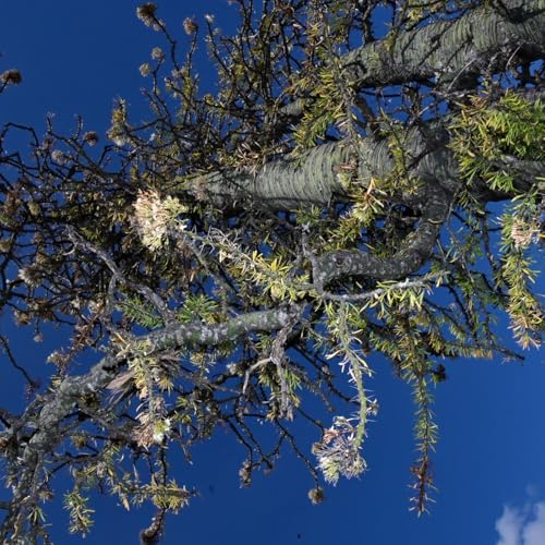 Estado de Hidalgo Rants