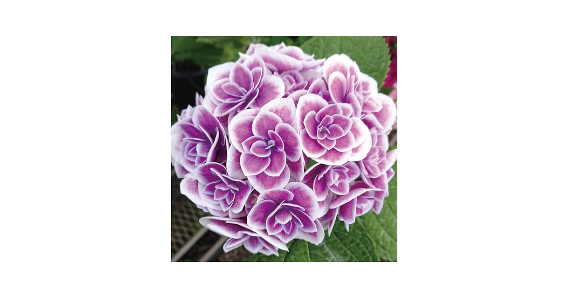 「日光東照宮の装飾文様 植物・鳥類」 Amazon.co.jp: 花木苗 暁光園作出アジサイ 天照大御神 1株 / 国