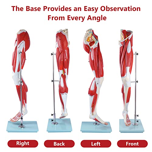 Image of breesky Human Anatomy Model Leg Muscle Model 13 Parts Life Size Leg Model Muscle Model Details Muscles, Arteries & Veins for Study Display Teaching Medical Model