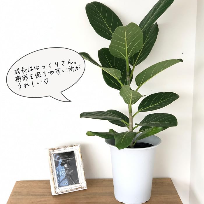Amazon｜観葉植物 フィカス ベンガレンシス 6号鉢 ゴムの木 観葉植物