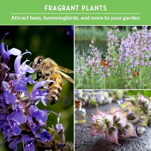 Survival Garden Seeds Sage Collection Seed Vault - White, Culinary & Victoria Blue Sage (Salvia Apiana, Officinalis, Farinacea) - Non-GMO Heirloom Seeds for Your Garden - Image 4