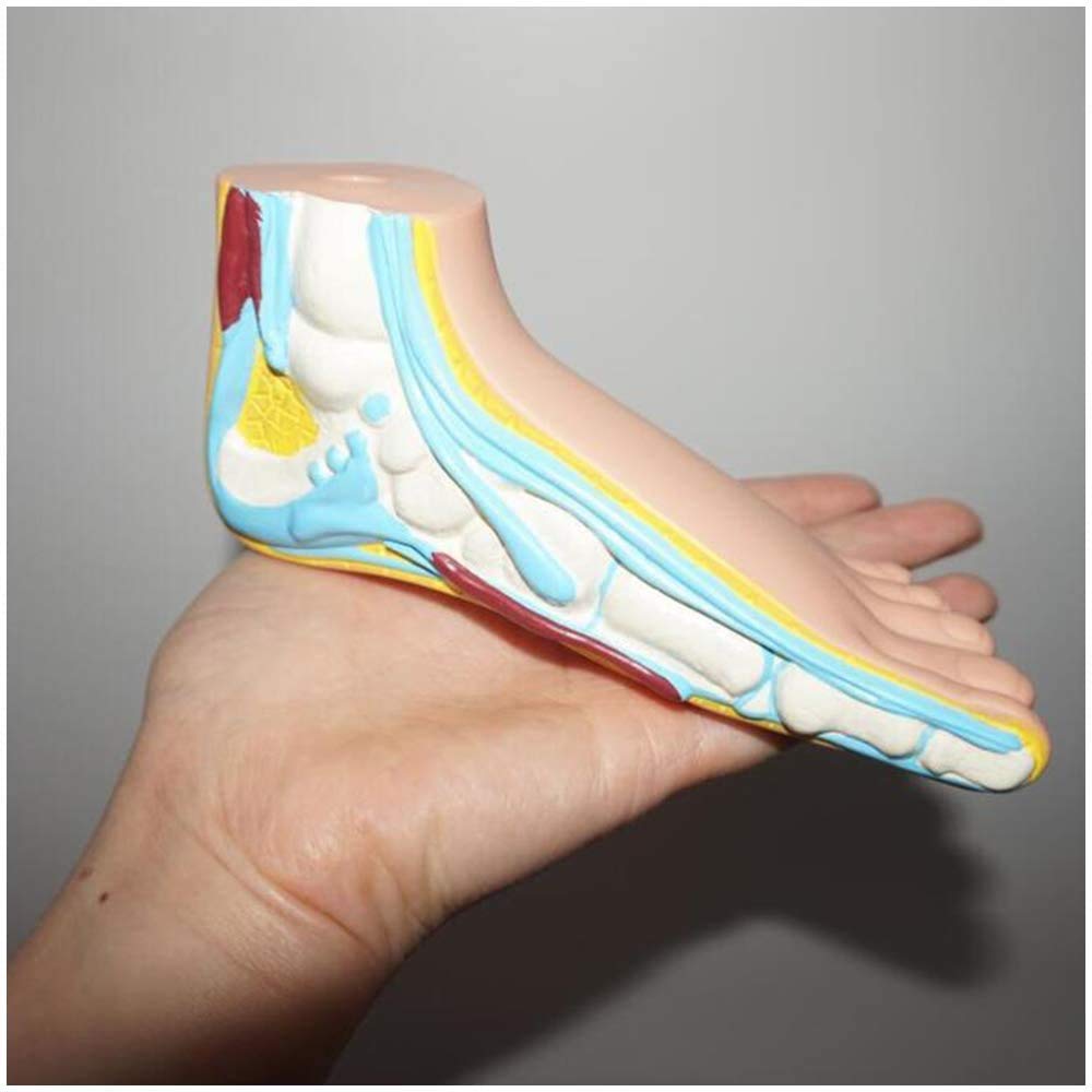 Buy Anatomical foot model Standing Child Life Size Model Structure