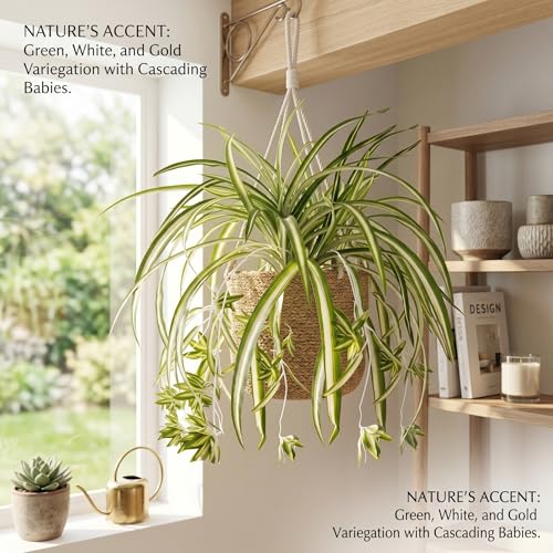 Planta de araña artificial de imitación con bordes dorados de 5 piezas 7