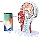 RONTEN Menschlicher Halbkopf, oberflächliches Neurovaskuläres Modell mit Muskulatur, anatomisches Kopfmodell für medizinische Biologie, Anatomie-Bildung