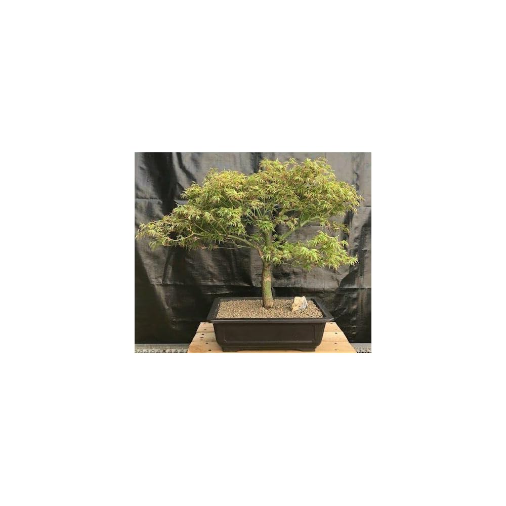 Buy 53 y.o. Dwarf Japanese Maple Bonsai Tree Acer Palmatum Kiyohime