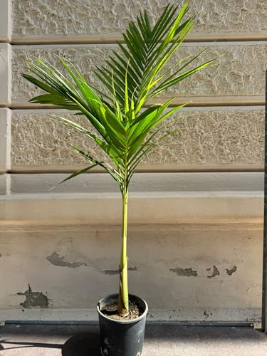 Elegante Palma Tropicale: Questa pianta ornamentale dalle foglie lussureggianti e verde brillante aggiungerà un tocco esotico e naturale a qualsiasi ambiente.