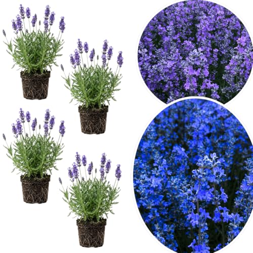 4 Lavender Plants Live Starter Plants Plug 1-3" in Tall, Hardy Perennial Lavender for Garden and Landscape with Fragrant Purple Blooms, No Pot (Phenomenal)
