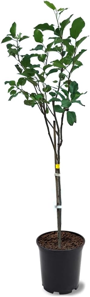 Generic Anna Apple Tree, Low Chill, Deciduous, Fruit Bearing, Medium to Large Fruit, 1 gal, Nursery Pot (Due to Agricultural Laws, we Cannot Ship to CA, AZ, AK, or HI), Green