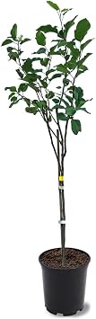 Generic Anna Apple Tree, Low Chill, Deciduous, Fruit Bearing, Medium to Large Fruit, 1 gal, Nursery Pot Due to Agricultural Laws, we Cannot Ship to CA, AZ, AK, or HI, Green