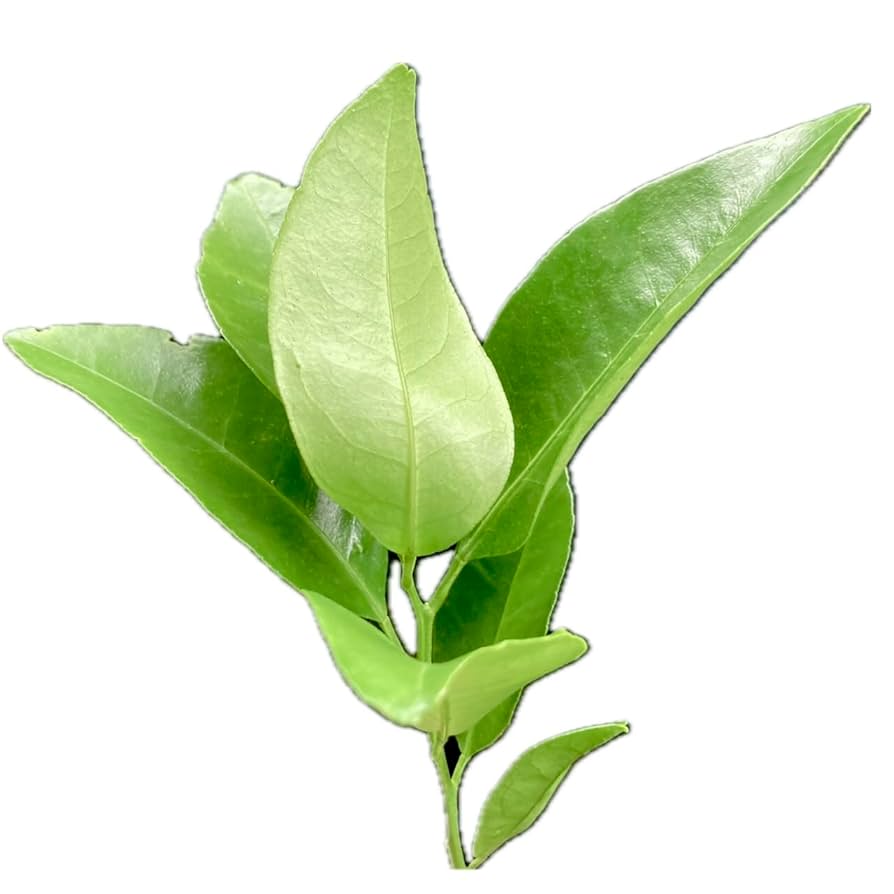 レモンの葉とみかんの葉　蝶々の餌　青虫の餌　無農薬 Amazon | 【屋久島産】アゲハ蝶 幼虫 餌 完全無農薬 みかんの