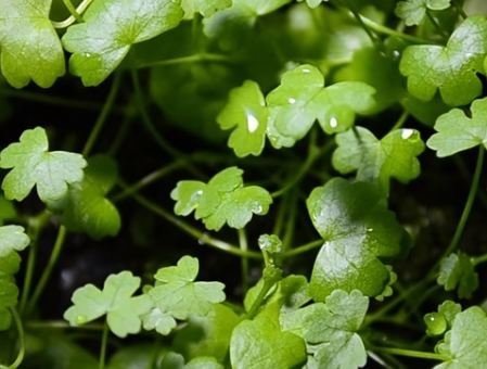 Hydrocotyle tripartita Potted Plant P257 - Buy 2 Get 1 FREE