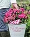 The Cut Flower Patch: Grow your own cut flowers all year round