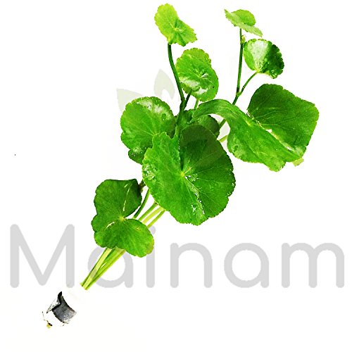Mainam - Brazilian Pennywort Bundle Live Aquarium Plants 3 Days Live Guaranteed For Freshwater Pond Fish Tank #TOP2