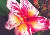 Ottimo regalo per i giardinieri: cos'altro è meglio che dare a un giardiniere una raccolta piena di semi per avere un giardino abbondante.