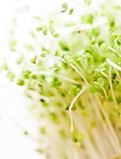 Sponsored Ad - Todd's Seeds Broccoli Sprouting Seeds, Non-GMO, Chemical Free, High Germination (1/4 Pound)