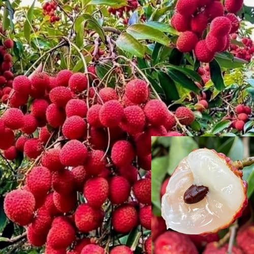 Image of All Time Tezpur Litchi Plant Tropical Rare Exotic Dwarf Air Layered Lychee Tree (height 1-2 Feet) Litchi Plant Hybrid All Seasons Live Fruit Plant For Home Garden