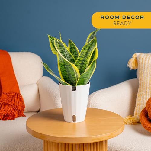 Image of Costa Farms Snake Plant Live Indoor Houseplant in Self-Watering Decor Pot, 12-20 Inches Tall Medium Sansevieria, Low Light Easy Care Live Plant, Unique Housewarming Gift or Office Desk Decor