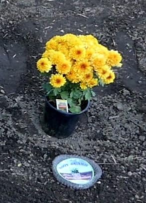 Miniatura 3 de Digger's - Cestas de velocidad de protección de raíces de 1 galón para plantas, control Gopher para una plantación eficiente, paquete de 4