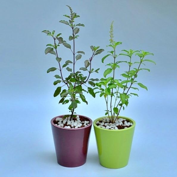 Live Ayurvedic Rama And Shyama (Pack 2), Kali | Hari Tulsi plant | Rama | Krishna tulsi for pooja Holy plant for Garden with plastic pot (Tulsi Plant)