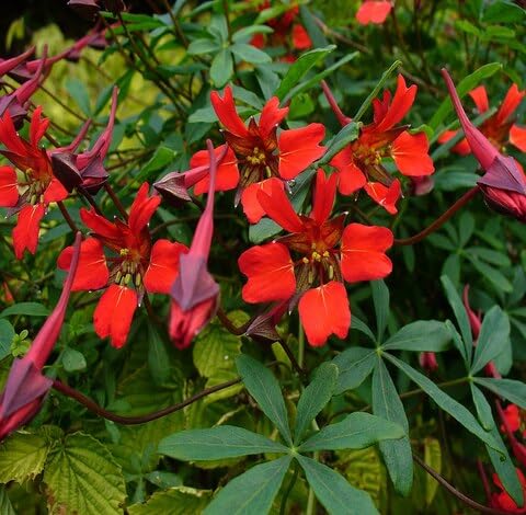 Fresh 100pcs Red Tropaeolum Speciosum Flower Seeds